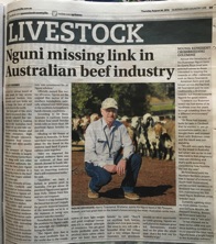 Nguni - the LINK for Profit, Resilience & Quality in Arid Climate